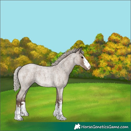 Horse Color:Silver Grullo Roan 