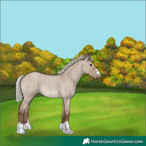 Horse Color:Silver Grullo Roan 