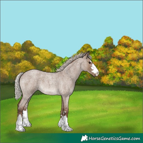 Horse Color:Silver Grullo Roan 