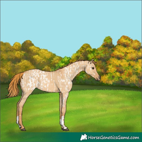 Horse Color:Red Dun Appaloosa  and Red Dun 