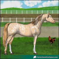 Horse Color:Red Dun Appaloosa and Red Dun