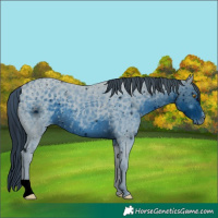 Horse Color:ERROR: UNKNOWN ANOMALY