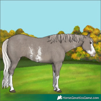 Horse Color:Silver Grullo Sabino Splash