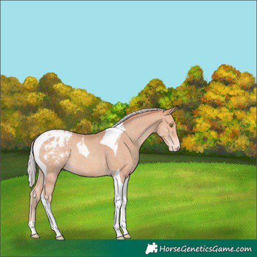 Horse Color:Silver Amber Champagne Tobiano Blanket 