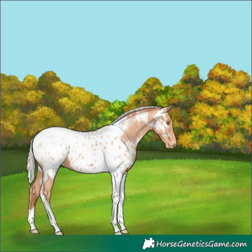 Horse Color:Silver Classic Champagne Tobiano Near Leopard 