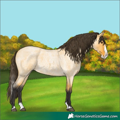 Horse Color:Buckskin Roan Dun Splash