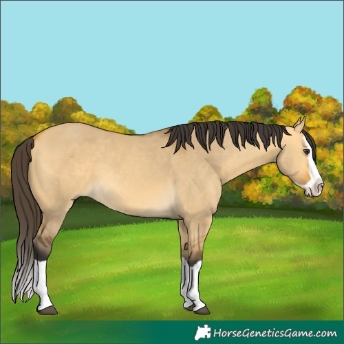 Horse Color:Buckskin Dun Splash 