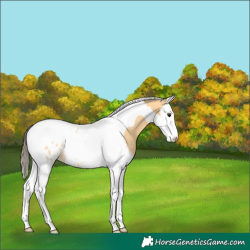 Horse Color:Buckskin Splash Tobiano Blanket 