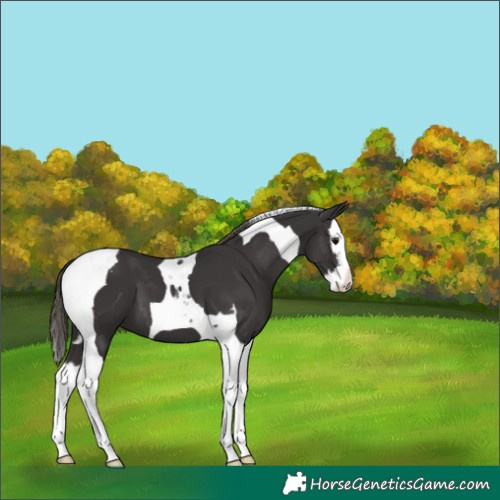 Horse Color:Smoky Black Splash Tobiano Varnish 