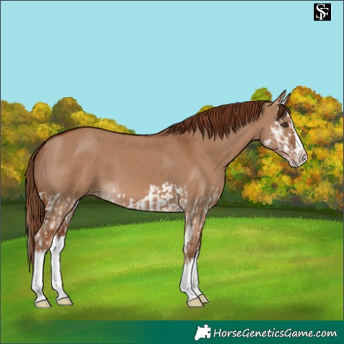 Horse Color:Red Dun Splash and Red Dun Splash
