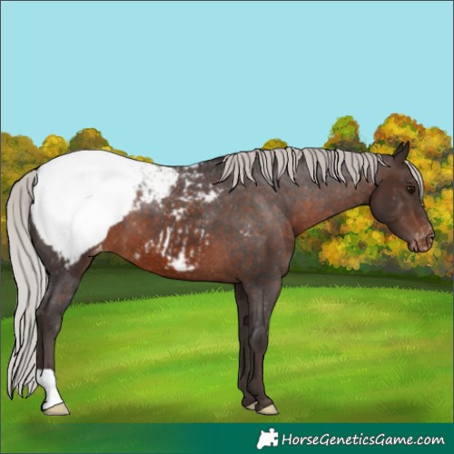 Horse Color:Silver Brown Appaloosa 