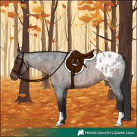 Horse Color:Liver Red Roan Blanket 