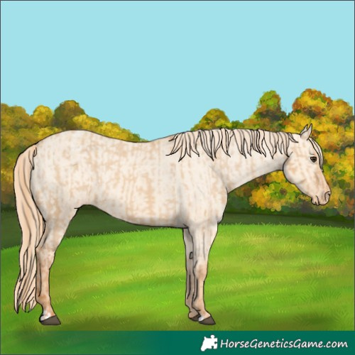 Horse Color:Red Dun Appaloosa  and Gold Champagne Dun Appaloosa 