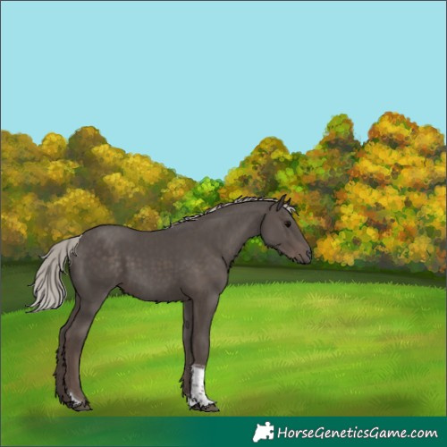 Horse Color:Silver Black Tobiano 
