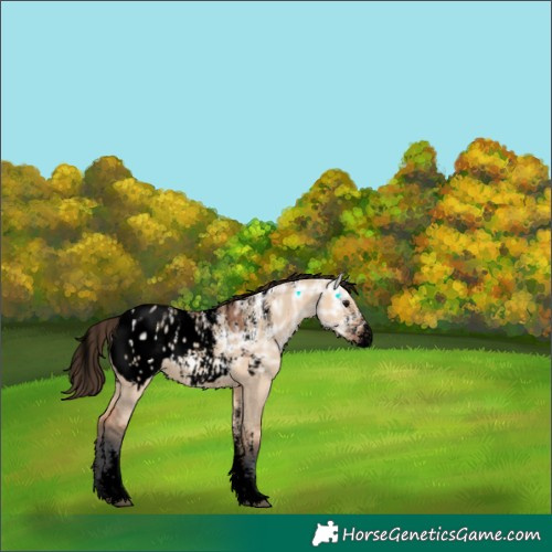 Horse Color:Powder White Void Bay Ice Dun Appaloosa Rabicano 