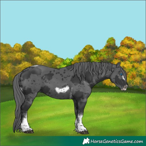 Horse Color:Black Merle Tobiano Frame 