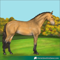 Horse Color:Buckskin 