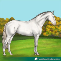 Horse Color:Perlino Roan 