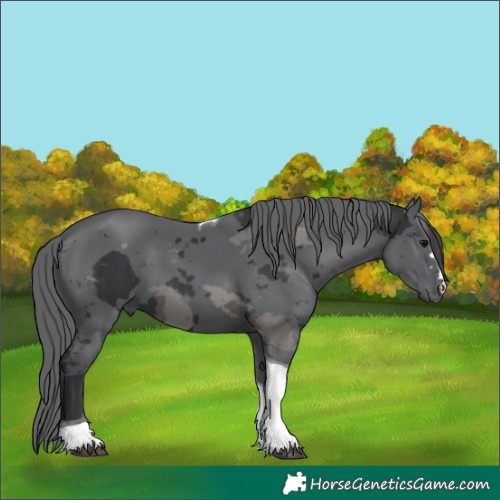 Horse Color:Black Merle Tobiano 