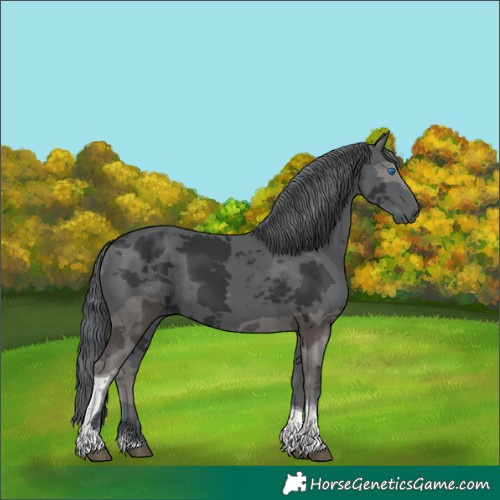 Horse Color:Black Merle Tobiano 