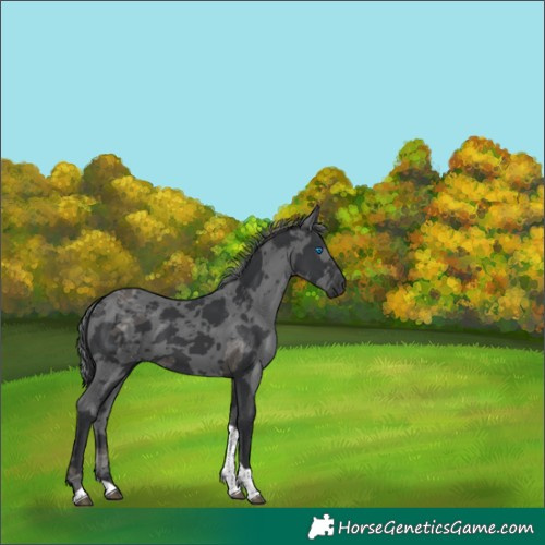 Horse Color:Black Merle Tobiano 