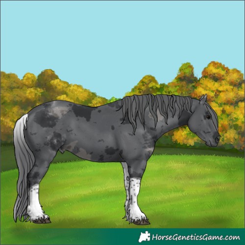 Horse Color:White Spotted Black Merle Tobiano 