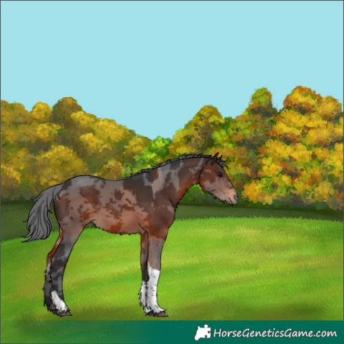 Horse Color:Brown Merle Tobiano 