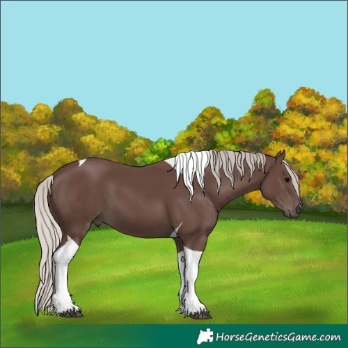 Horse Color:Silver Black Tobiano 