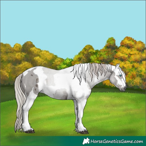 Horse Color:Silver Black Merle Tobiano 
