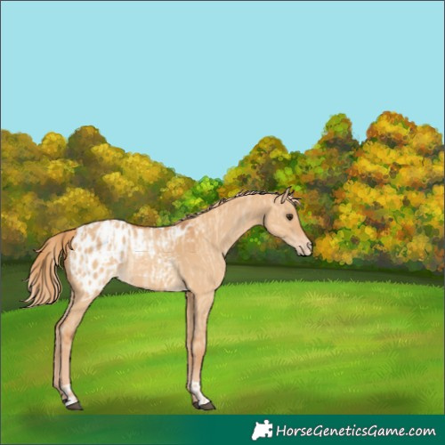Horse Color:Red Dun Appaloosa  and Red Dun Appaloosa 