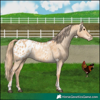 Horse Color:Red Dun Appaloosa  and Red Dun Appaloosa 