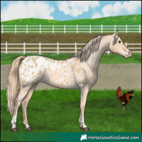 Horse Color:Red Dun Blanket and Red Dun Blanket
