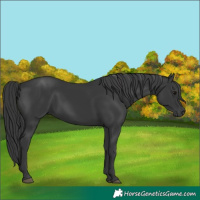 Horse Color:Black 