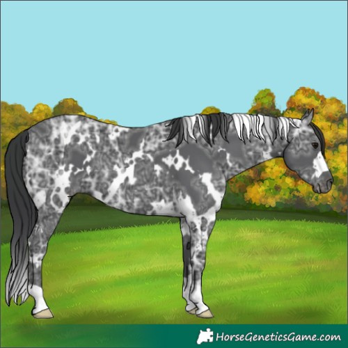 Horse Color:White Spotted Black Ice 