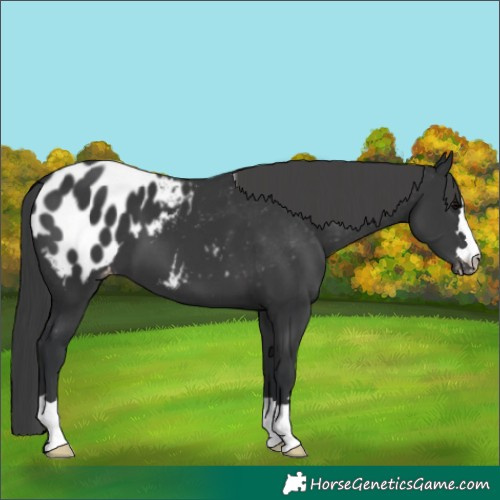 Horse Color:Black Appaloosa
