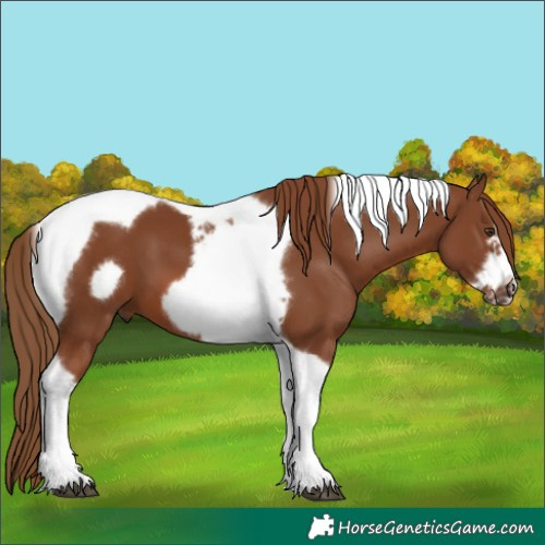 Horse Color:Chestnut Tobiano Frame 