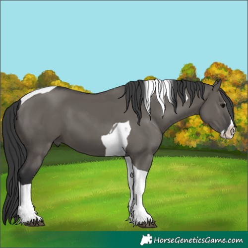 Horse Color:Grullo Splash Tobiano