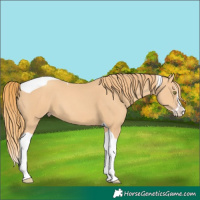 Horse Color:Gold Champagne Splash Tobiano 