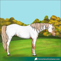 Horse Color:Chestnut Tobiano Near Fewspot 