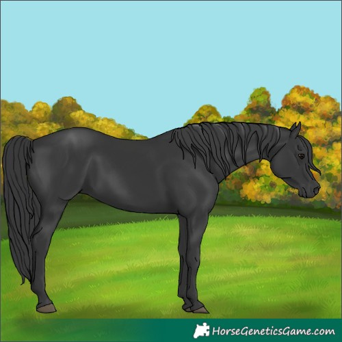 Horse Color:Black 