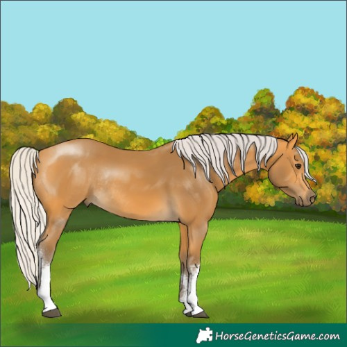 Horse Color:White Spotted Silver Buckskin Rabicano 