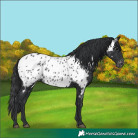 Horse Color:Black Appaloosa 