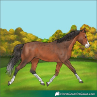 Horse Color:Bay Merle Splash 