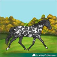 Horse Color:Black Merle Appaloosa 