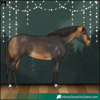 Horse Color:Buckskin 