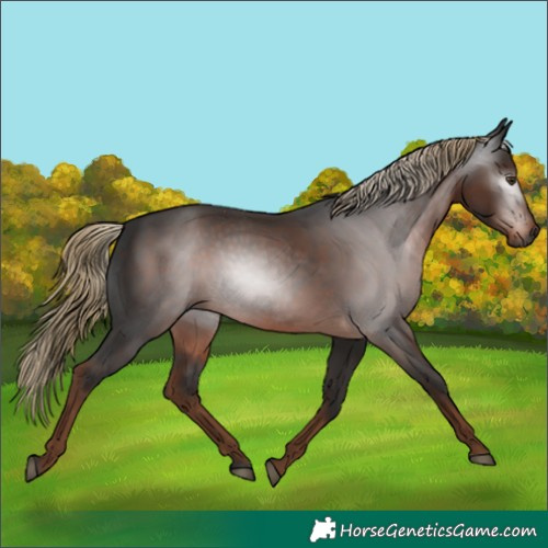 Horse Color:Gray Liver Chestnut 