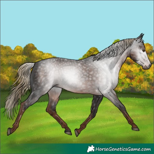 Horse Color:Gray Liver Chestnut 