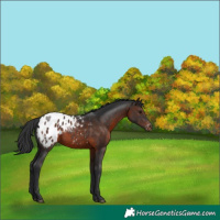 Horse Color:Brown Appaloosa 