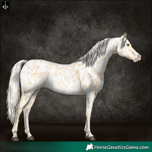 Horse Color:Palomino Appaloosa  and Cremello Appaloosa 