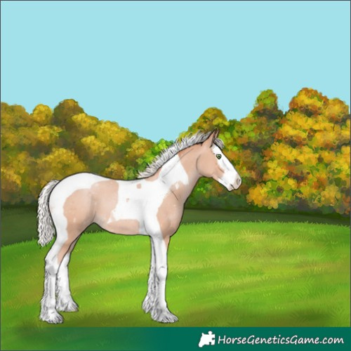 Horse Color:Silver Amber Champagne Splash Tobiano 
